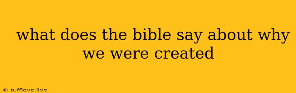  What Does The Bible Say About Why We Were Created