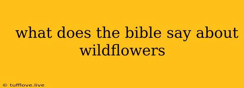  What Does The Bible Say About Wildflowers