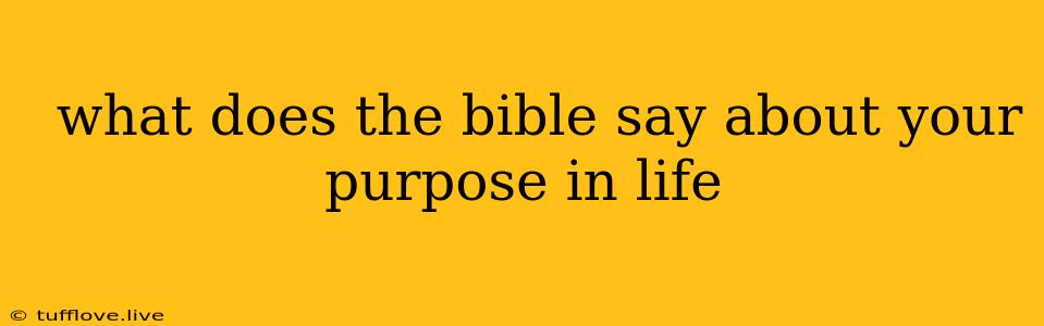  What Does The Bible Say About Your Purpose In Life