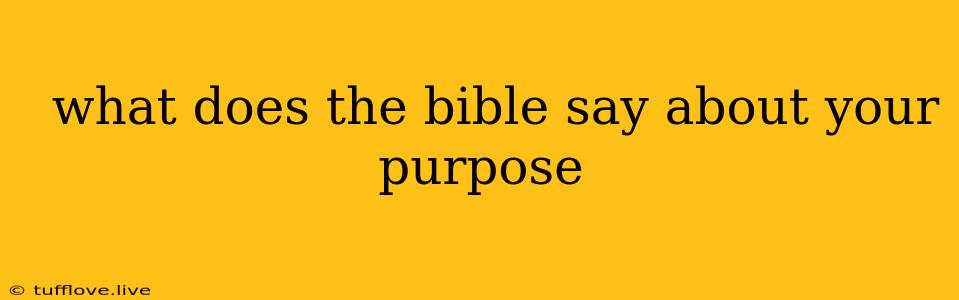  What Does The Bible Say About Your Purpose